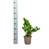 Zamioculcas Zamiifolia – de stijlvolle, sterke kamerplant-Planten-Planten Magie