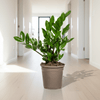 Zamioculcas Zamiifolia – de stijlvolle, sterke kamerplant-Planten-Planten Magie