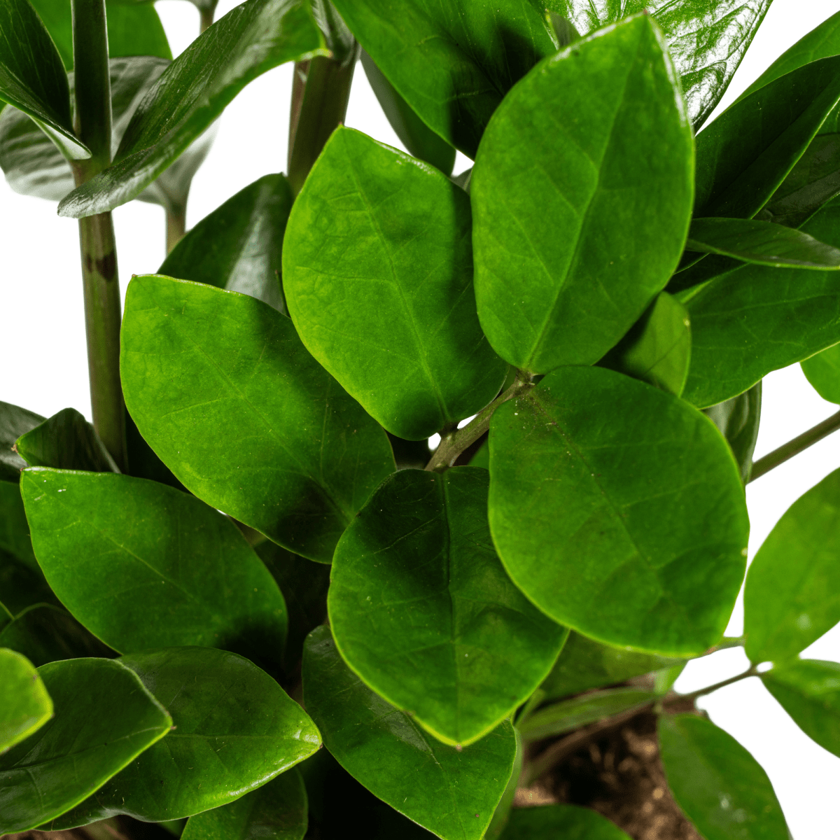 Zamioculcas Zamiifolia – de stijlvolle, sterke kamerplant-Planten-Planten Magie