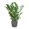 Zamioculcas Zamiifolia met Mand Lissabon wit - 80cm - Ø21-Planten-Planten Magie