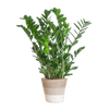 Zamioculcas Zamiifolia met Mand Lissabon wit - 80cm - Ø21-Planten-Planten Magie