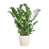 Zamioculcas Zamiifolia met Mand Lissabon wit - 80cm - Ø21-Planten-Planten Magie