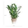 Zamioculcas Zamiifolia met Mand Lissabon wit - 80cm - Ø21-Planten-Planten Magie