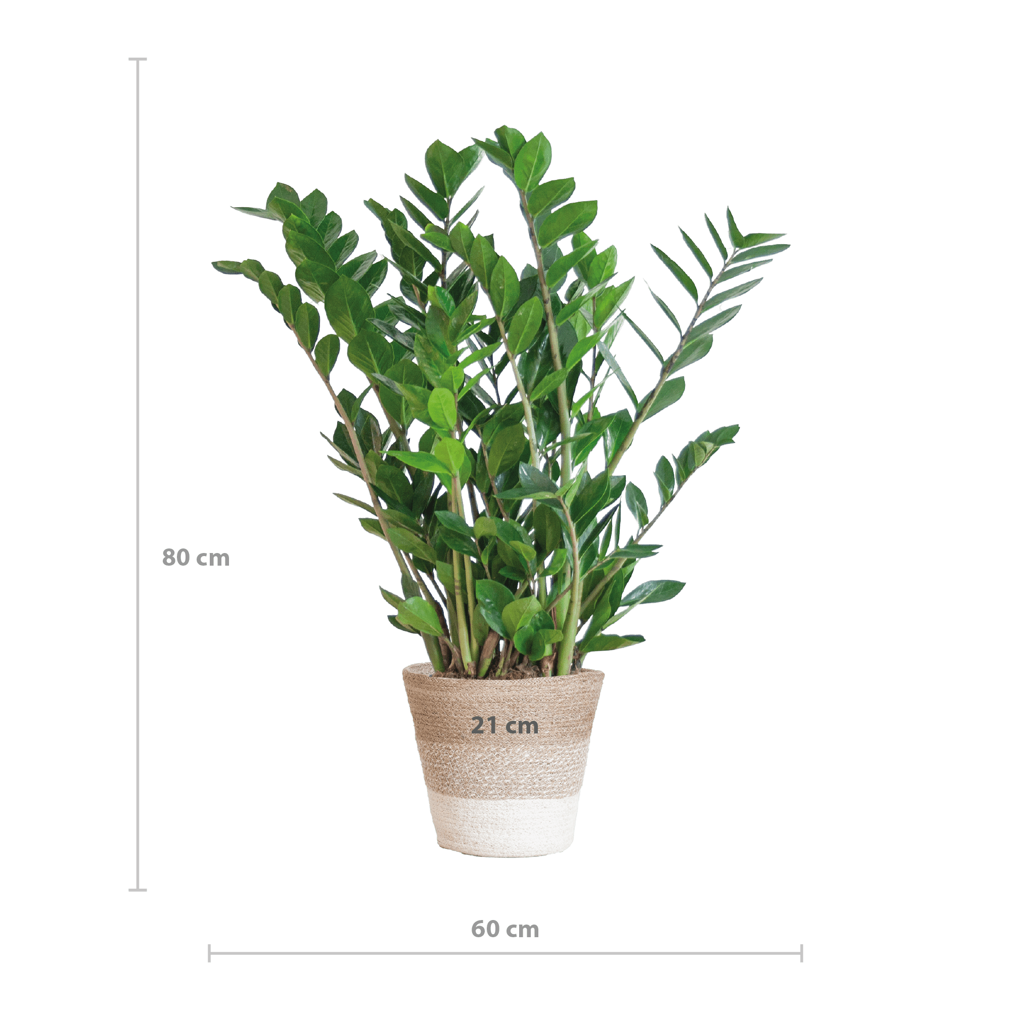 Zamioculcas Zamiifolia met Mand Lissabon wit - 80cm - Ø21-Planten-Planten Magie