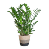Zamioculcas Zamiifolia met Mand Lissabon wit - 80cm - Ø21-Planten-Planten Magie