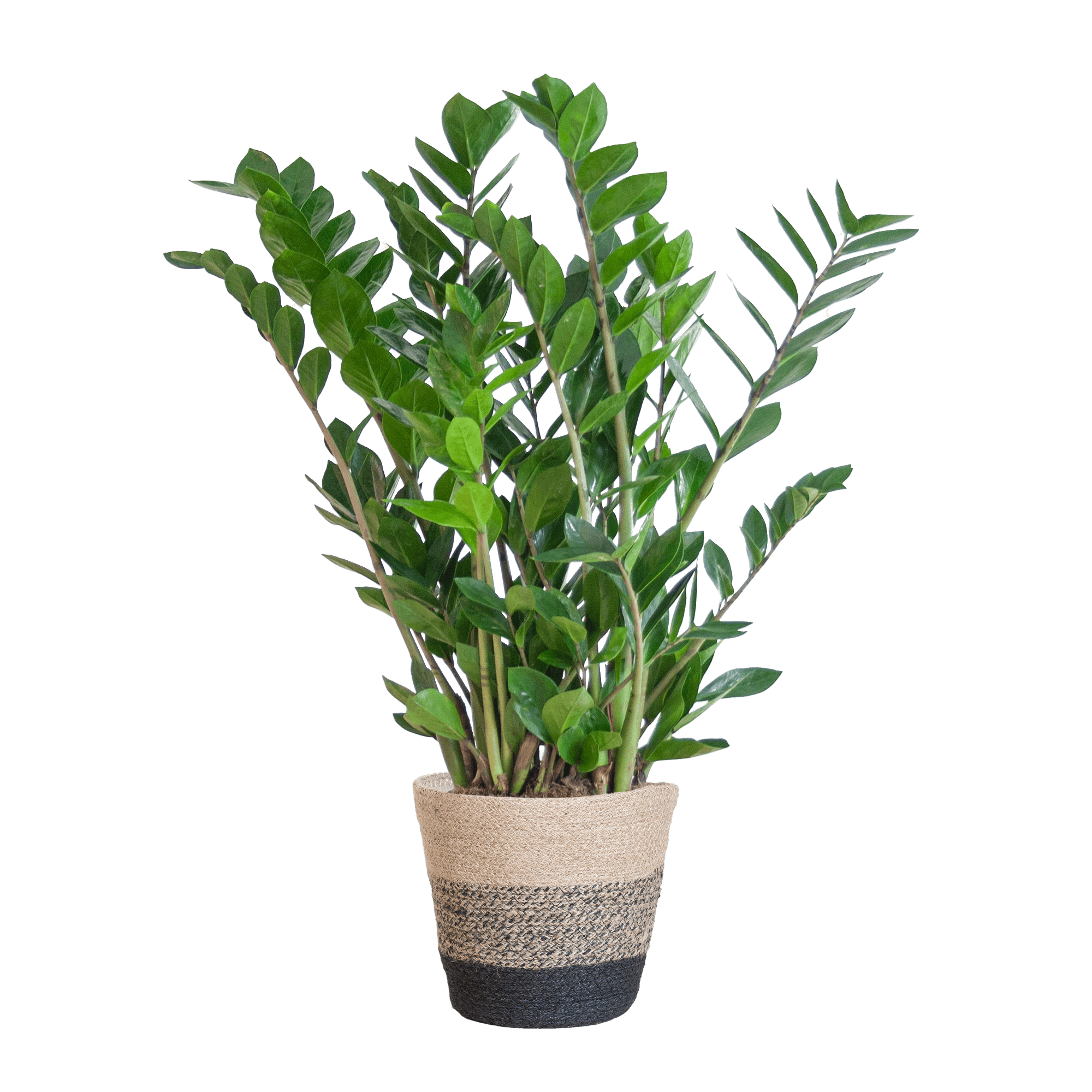 Zamioculcas Zamiifolia met Mand Lissabon wit - 80cm - Ø21-Planten-Planten Magie