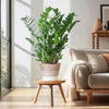 Zamioculcas Zamiifolia met Mand Lissabon wit - 80cm - Ø21-Planten-Planten Magie