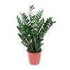 Zamioculcas Zamiifolia met Mand Lissabon wit - 80cm - Ø21-Planten-Planten Magie