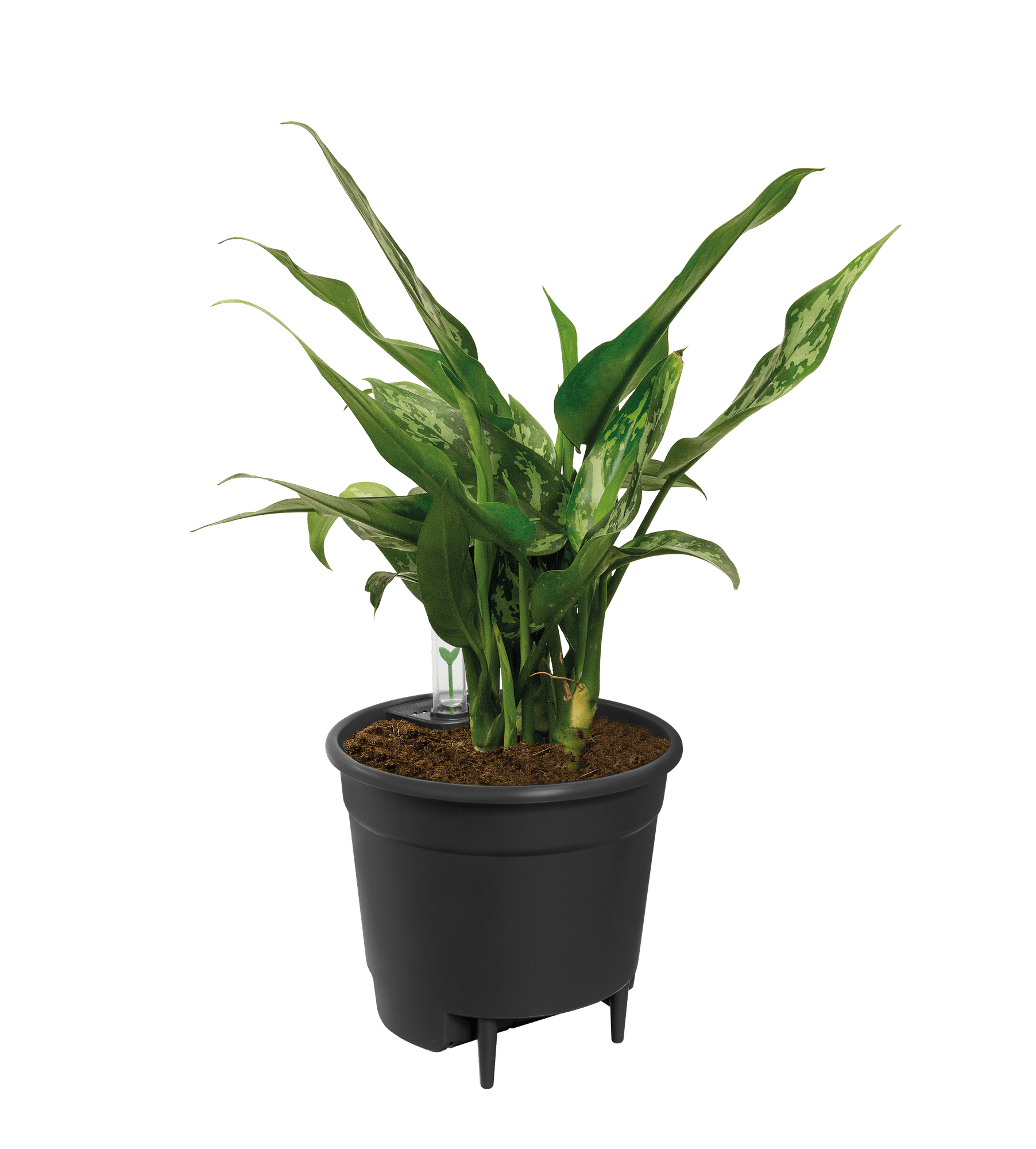 Zelf Watering systeem - 17 cm I Planten Magie-Verzorging-Planten Magie