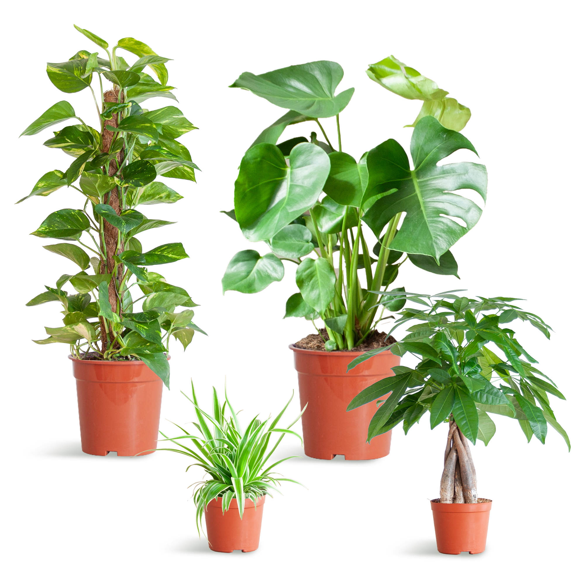 Diervriendelijke Plantenbox - klein - met Mand Lissabon zwart - Ø12